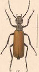  Epicauta (Epicauta) carmelita