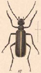  Epicauta (Epicauta) cinctipennis