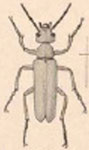  Epicauta (Epicauta) emarginata