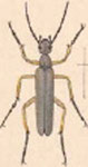  Epicauta (Epicauta) leucocoma