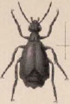  Epicauta (Epicauta) mexicana