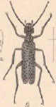  Epicauta (Epicauta) ocellata