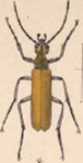  Epicauta (Epicauta) rufipennis