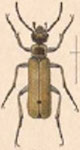  Epicauta (Epicauta) singularis