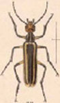  Epicauta (Epicauta) unilineata