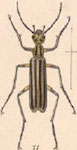  Epicauta (Epicauta) vitticollis