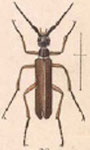  Epicauta (Macrobasis) beckeri