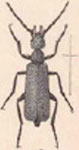  Epicauta (Macrobasis) borrei