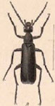  Epicauta (Macrobasis) cinereiventris