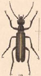  Epicauta (Macrobasis) croceicincta