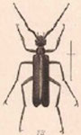  Epicauta (Macrobasis) disparilis