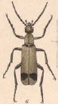  Epicauta (Macrobasis) funesta