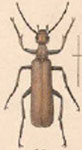  Epicauta (Macrobasis) lauta lauta