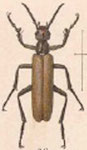  Epicauta (Macrobasis) ochrea