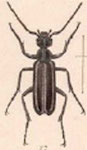  Epicauta (Macrobasis) purpurea