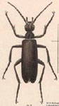  Epicauta (Macrobasis) segmenta