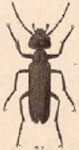  Epicauta (Macrobasis) stigmata