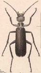  Epicauta (Macrobasis) sublineata