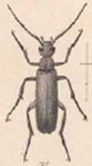  Epicauta (Macrobasis) tenuicornis