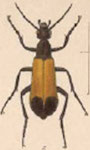  Epicauta (Macrobasis) terminata