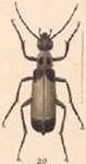  Epicauta (Macrobasis) tripartita