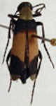  Epicauta (M.) cf apicalis