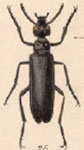  Linsleya (Linsleya) suavissima