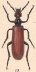  Lytta (Adicolytta) cardinalis