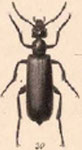  Lytta (Adicolytta) erebea