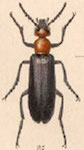  Lytta (Adicolytta) mutilata