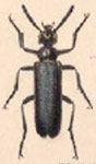  Lytta (Paralytta) augusti