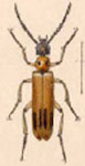  Lytta (Paralytta) biguttata bivirgata