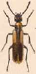  Lytta (Paralytta) biguttata biguttata