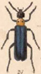  Lytta (Paralytta) bipuncticollis