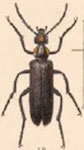  Lytta (Paralytta) cribrata