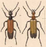  Lytta (Paralytta) proteus