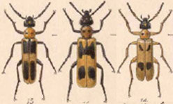  Lytta (Paralytta) quadrimaculata