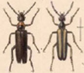  Lytta (Paralytta) scitula