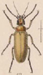  Nemognatha (?) foveifrons