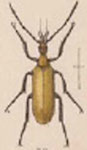  Nemognatha (Pronemognatha) flava