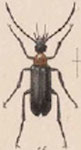  Nemognatha (Pronemognatha) zonitoides