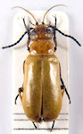 Nemognatha nigrotarsatus (Fairmaire & Germain, 1861:6)