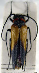  Nemognathinae sp. 1