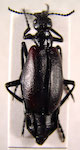 Picnoseus cfr. rubripennis