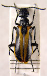 Picnoseus sp. 16