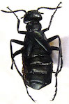 Pseudomeloe porteri Denier,1934:114-116