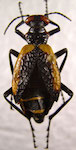 Pseudomeloe sanguinolentus (Solier,1851:283)