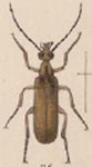  Pseudozonitis megalops