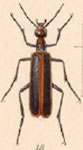  Pyrota akhurstiana