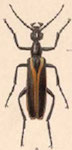  Pyrota decorata